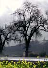 Rainy Oak